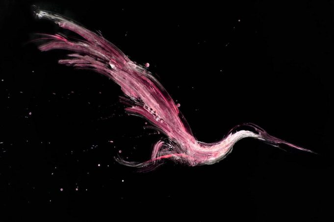 Neon Gru take flight to defy genre boundaries on ‘I Am A Bird’ Neon Gru I am a Bird