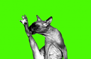 Temples of Youth Are Too ‘Keen to be Clean’ Temples of Youth 'Keen to be Clean'